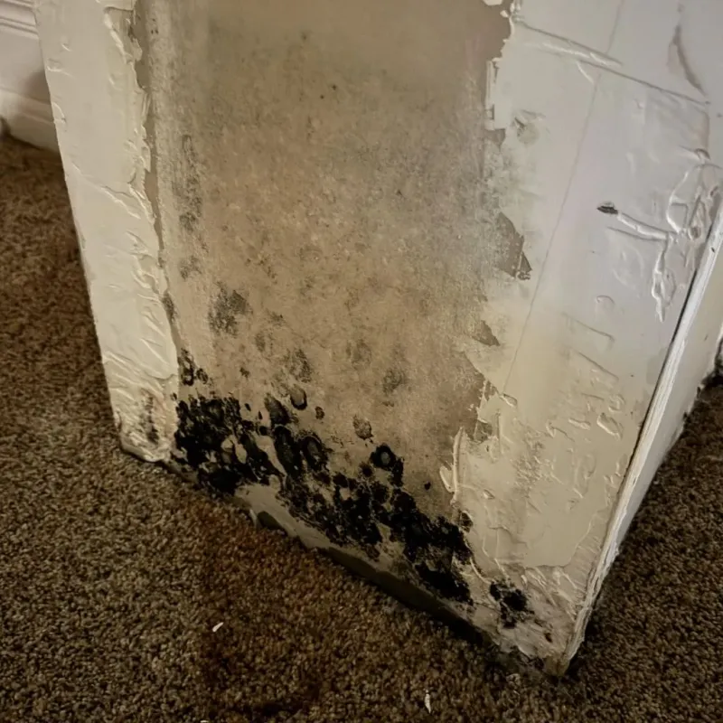 Professional Mold Removal in Meredith, NH